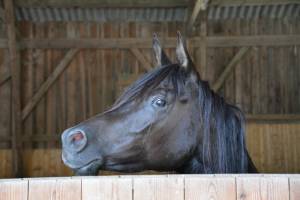 Gestuet Eulenthal Am 13.06 (30)