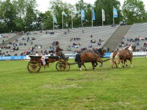 Pferd International 14.05 (14)