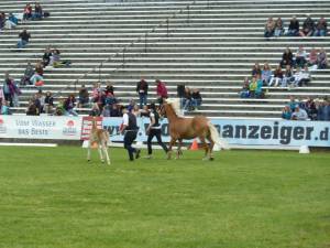 Pferd International 14.05 (15)