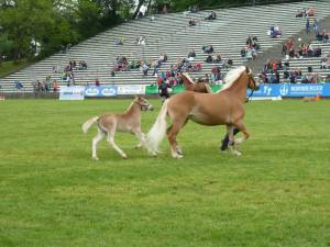Pferd International 14.05 (18)