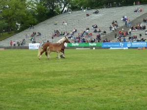 Pferd International 14.05 (19)