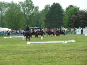 Pferd International 14.05 (31)