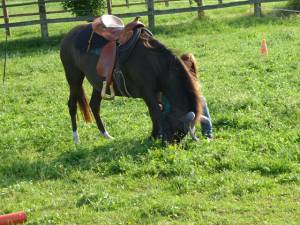 Horsemanship 15