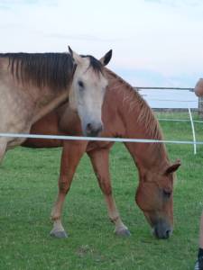 Horsemanship 26