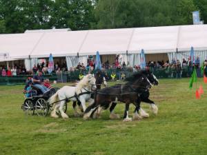 Pferdinter 5 2012 06