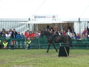 Pferdinter 5 2012 08